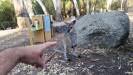  camping mit kangaroos