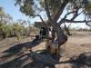  camp at the noccundra waterhole